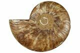 Cut & Polished Ammonite Fossil (Half) - Madagascar #308182-1